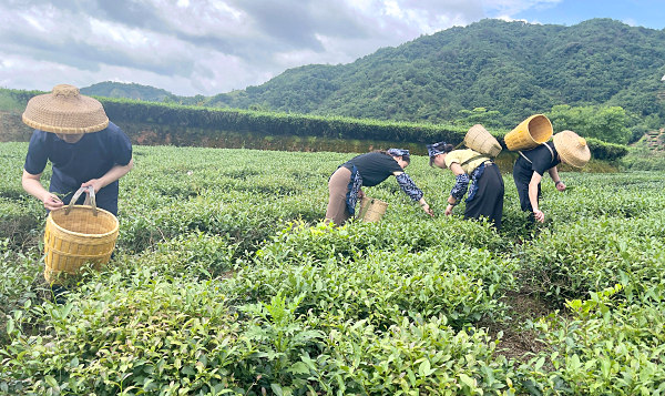 太原茶艺培训学员问天晟茶艺培训学校：想学茶叶鉴定的评茶师培训去哪里学？(图2)