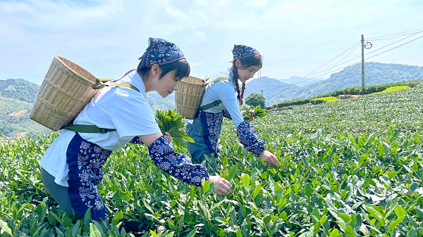 晋中茶艺师培训学员问天晟茶艺培训学校：晋中哪里有茶艺培训班?(图1)