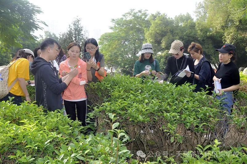 茶艺培训之路：天晟的十七载坚守与传承(图8)